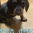 고성동물병원 이미지