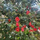 피울경로당 이미지