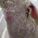 디어마이모모 이미지