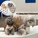 봉주르독 이미지