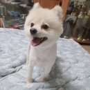 몽이네 애견샵 이미지