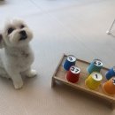 허니바우 이미지