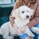 서울동물병원 이미지