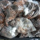 12일- 새조개, 활돌문어, 매생이, 자연산생굴 판매- 목포먹갈치생선카페 이미지