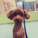 로이펫(ROIPET) 이미지