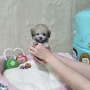 남원강아지분양 후기 (feat. 순창, 부안, 무주)