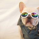 스파츄스 | [크림프렌치불독] 스파츄스이벤트당첨!