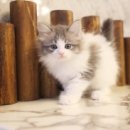 도그마루 강아지 고양이 분양 여주·원주점 이미지