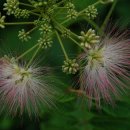 카페9977 이미지