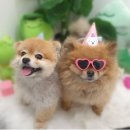 축복 펫살롱 | 의정부 애견호텔 강아지들의 안식처를 찾는다면