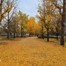 은행나무길 화장실 이미지