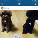 샤이니독 이미지