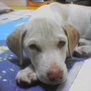 똥강새이 이미지