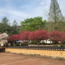 2017 아시아 이야기 축제 | 능수도화 꽃말 이야기 / 고령 도진마을 축제 분위기 속 충격 근황 (2026 개화예상 실패 후기)