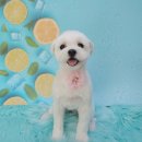 니니 애견 미용실 이미지