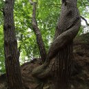 구룡폭포농로 이미지