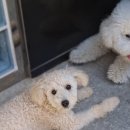 포레스트 하우스 애견유치원 이미지