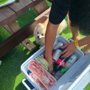 도그베이 이미지