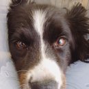 한라동물종합병원 이미지