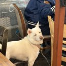 하남숯불닭갈비 | 강쥐 데려가기 좋은 하남숯불닭갈비 미사본점 방문 후기🐶🔥