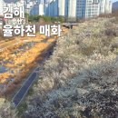 율하유적전시관 화장실 | 부산에서 뚜벅이 김해 율하천 매화 명소 대중교통 가는법 실시간 후기