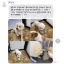 꿈꾸는개 이미지