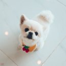 심쿵하개 이미지