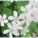 식장산 숲길 이미지