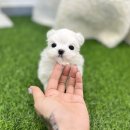 유앤미펫 강아지분양 고양이분양 일산점 이미지