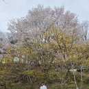 이평9 마을진입로 | 봄꽃 명소 찾아 이천 가볼만한곳 산수유축제 주말 나들이 코스 서울근교 드라이브 후기