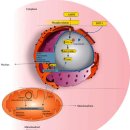 Re: Targeting Mitochondrial Biogenesis with Polyphenol Compounds 이미지