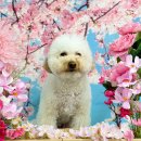 놀다가개유치원 이미지