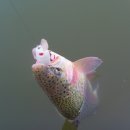 샘골 낚시터 이미지