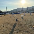 퍼스트 독 스쿨 이미지