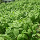 백조농장 이미지