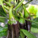 행복나무유치원 이미지