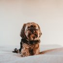 하얀강아지 이미지