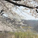 호계중학교 앞 이미지