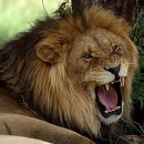 간지헤어 이미지