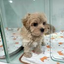 김해 강아지분양 두부네 하루 이미지