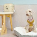 스테이지 이플 이미지