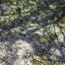 수원박물관 | 🌸 수원 박물관 후기｜벚꽃 시즌 조용한 가족 나들이 + 어린이체험관 완전 추천