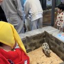 도도그루밍 | 수지 14개월아기랑 애니멀클럽 주말 오후 후기 | 4세미만 아기들은 주말보다는 평일에