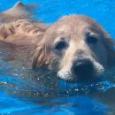 김포 보스독 이미지