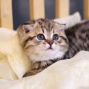 나는 고양이에 빠지다 이미지