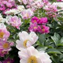 삼정 야영장 이미지