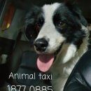 개 친절 펫택시 이미지