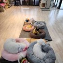 몽글몽글 애견카페 이미지