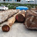원통 Post & Beam 통나무집 (중목 구조) ...과정 하나: 통나무의 선목과 고온 열기 건조 과정 이미지