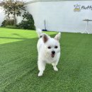 플러피 애견 풀빌라 | 경주 플러피 애견 풀빌라 C동 후기